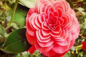 Las 9 plantas más exóticas y caras que puedes encontrar